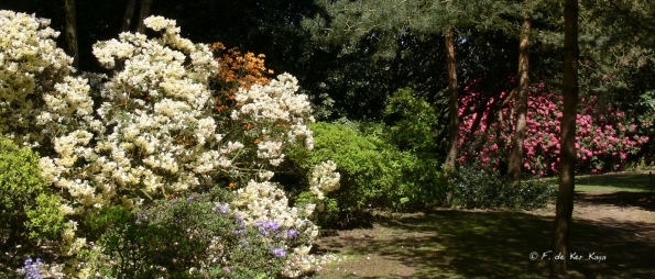 Bois des Moutiers (178) Mai 2012